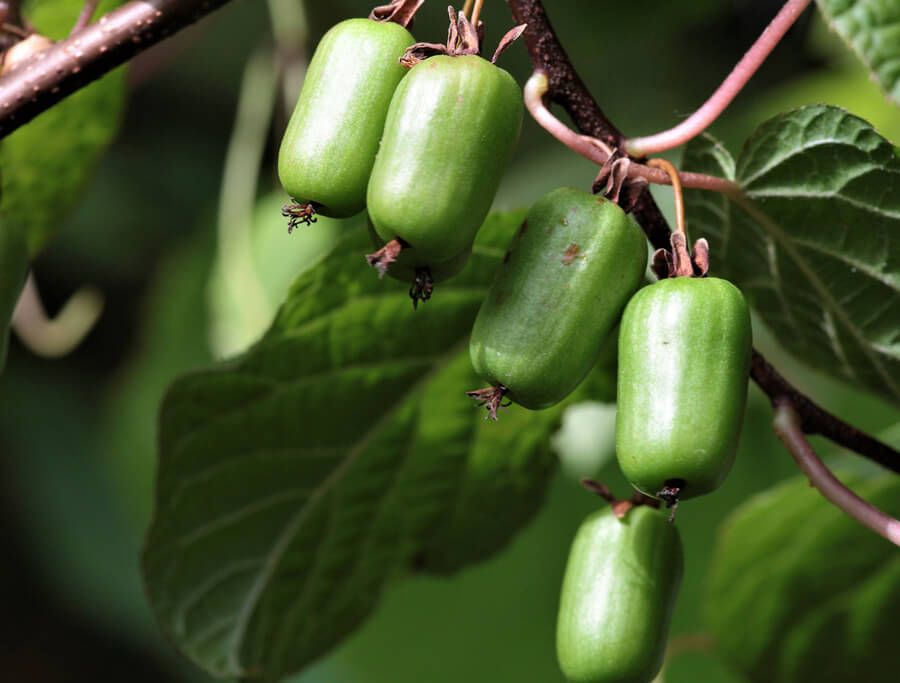 Актинидия коломикта Сладкая палочка С2 Н15 Актинидия коломикта Памяти Учителя С2 Н15