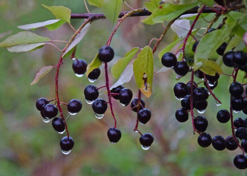 Черемуха Плотнокистная С7 Н180 Черемуха Плотнокистная  С7 Н180