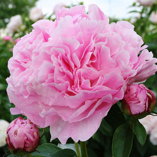 Пион Мисс Экхарт С2 Пион Мисс Экхарт С2