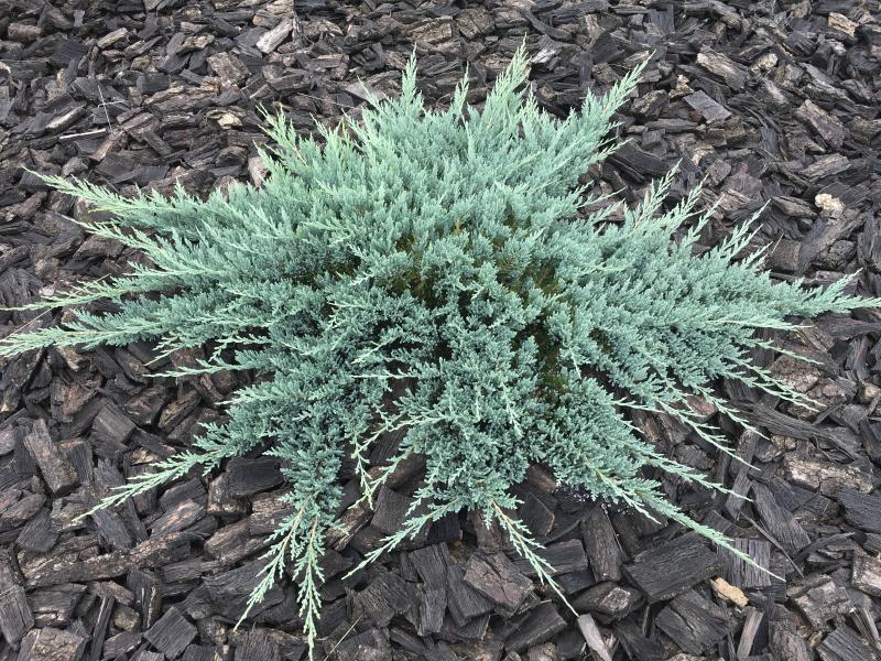 Можжевельник горизонтальный Блю Чип С2 Н20 Можжевельник горизонтальный Блю Чип С2 Н20