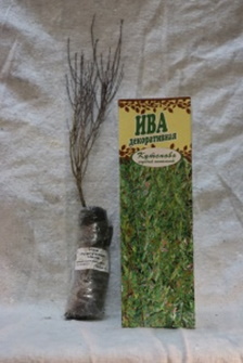 Ива пурпурная нана в коробке Ива пурпурная нана в коробке