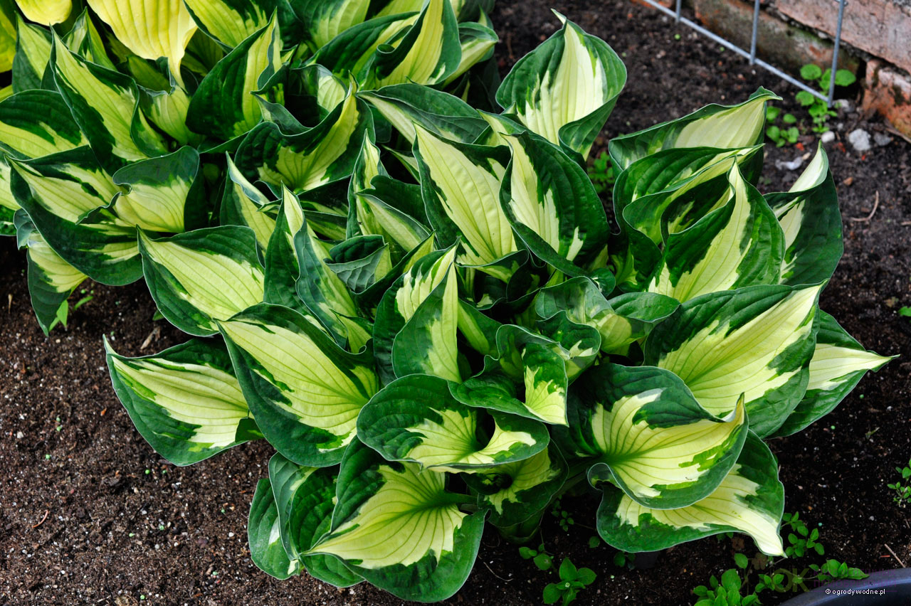 Хоста Колоред Халк С2 Н15 Хоста Колоред Халк С2 Н15