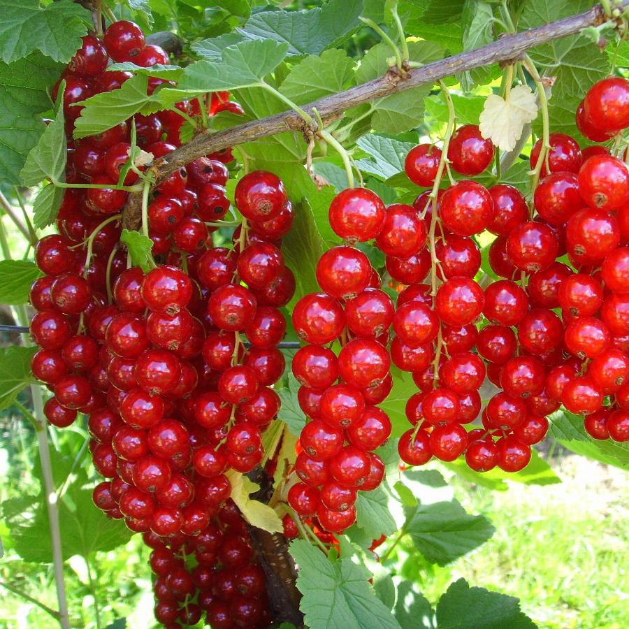 Смородина красная Йонкер Ван Тетс, С3 Н50 Смородина красная Йонкер Ван Тетс, С3 Н50