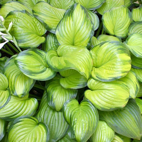 Хоста Гуакамоле С2 Н15 Хоста Гуакамоле С2 Н15