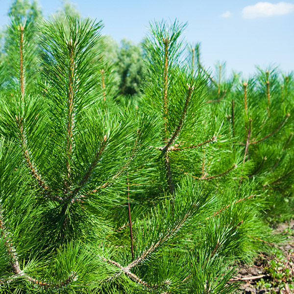 Сосна обыкновенная С2 Сосна обыкновенная С2