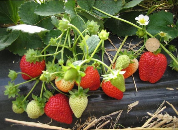 Земляника садовая (клубника) Клери кассета 6 ячеек Земляника садовая (клубника) Клери кассета 6 ячеек