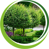 Декоративные деревья Декоративные деревья