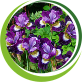 Многолетние цветы Многолетние цветы