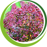 Декоративные кустарники Декоративные кустарники