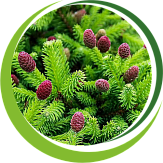 Хвойные Хвойные