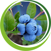 Плодовые кустарники Плодовые кустарники