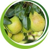 Плодовые деревья Плодовые деревья