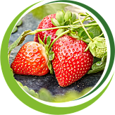 Рассада Рассада